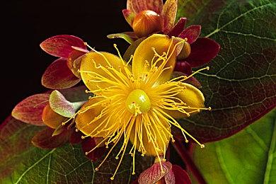 因任天堂要求独占萨姆斯未能加入《堡垒之夜》