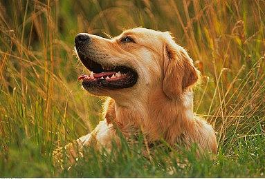 殖民模拟游戏《诺兰德》补丁发布放缓 下周公布更新路线图