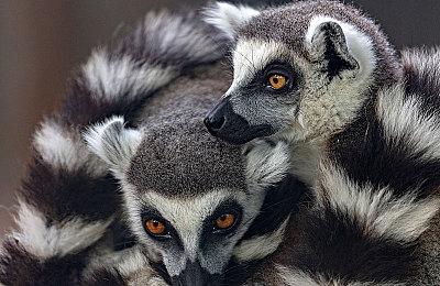 《潜行者2》新预告片介绍NON STOP能量饮料